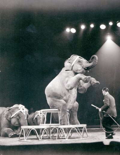 Elephant performing in a Circus by Unbekannt Unbekannt